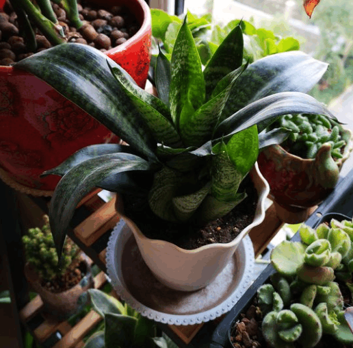 家里干燥别担心, 虎皮兰加层保护罩, 叶子依旧油绿绿!