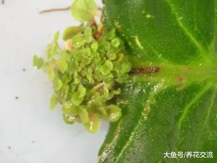 这种喜欢半阴的开花植物, 叶片切成多段都能生根发芽