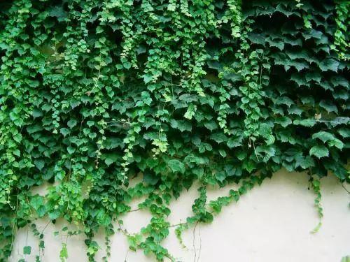 家里有铁栅栏和围墙的千万不要空着, 用来养爬藤植物美到尖叫!