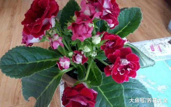 这12种花超耐阴, 光照不好也能蹭蹭疯长!