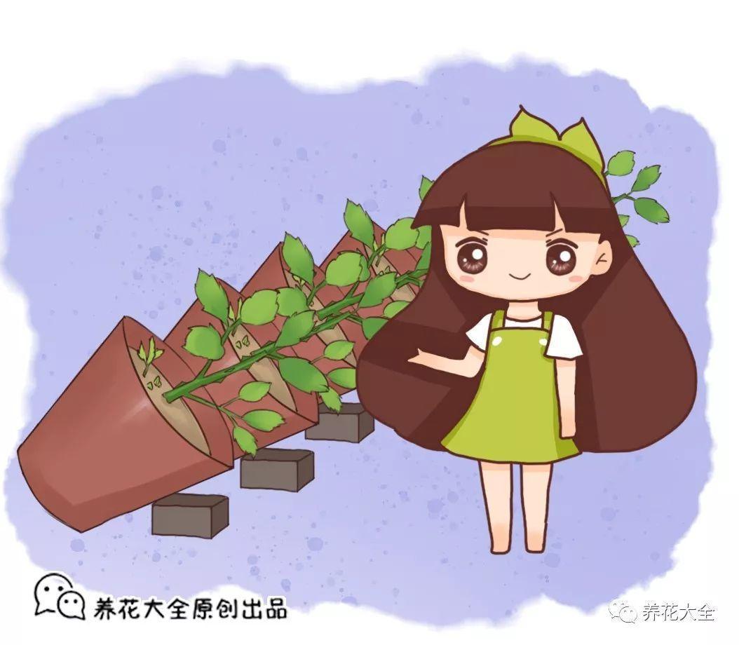 雨后花盆这样放, 月季蹭蹭冒新芽, 不到1月又爆盆!