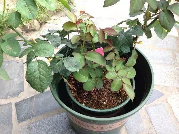 给花套个盆, 花开得比拳头大, 高温也能蹭蹭长!