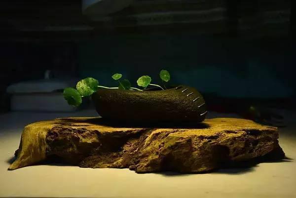 路边捡了几块石头, 拿来养花, 朋友都抢疯了!