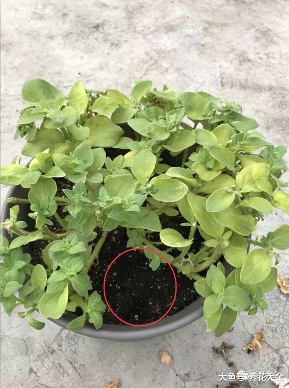 矮牵牛长歪了? 给它理理发, 开成一个大花球!
