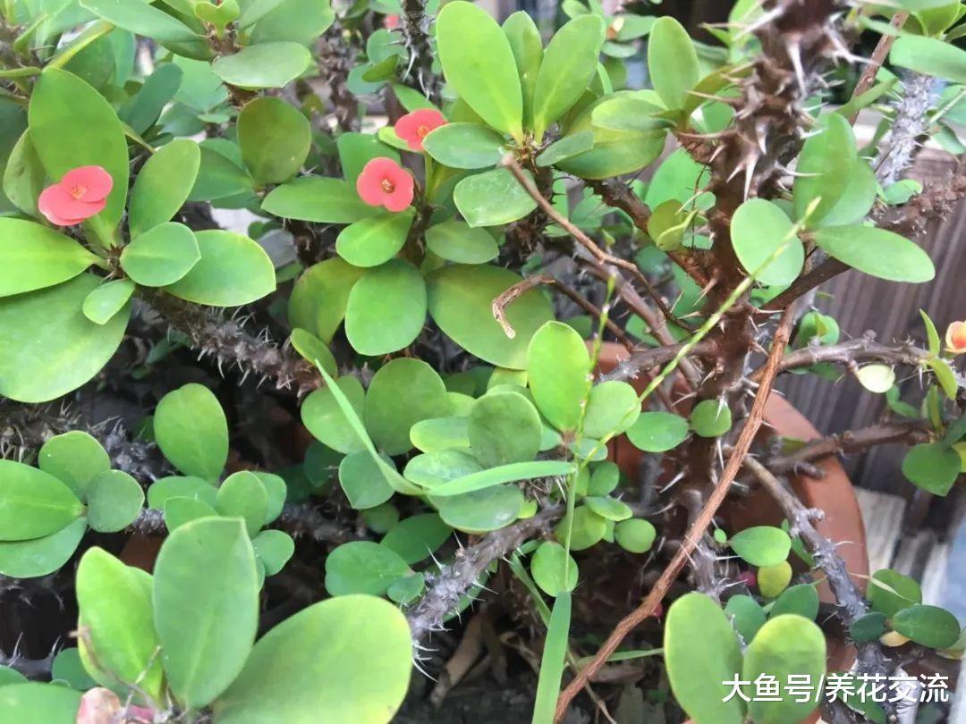 在盐碱、贫瘠的土壤中也能生长开花的铁海棠, 怎么促进多开花