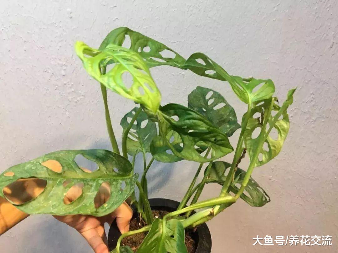 外观很别致的一些盆栽植物, 株型都是非常小巧的观赏花卉