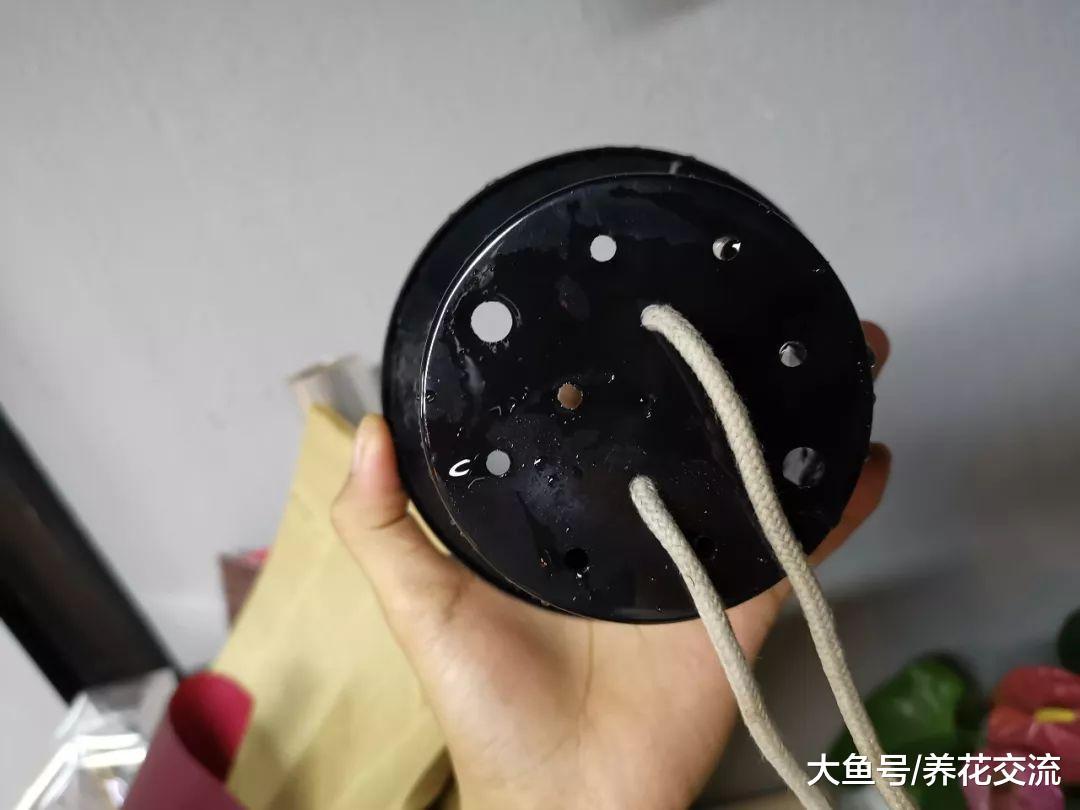 用懒人花盆养花没有掌握关键几个技巧, 难怪植物几天就烂根烂茎