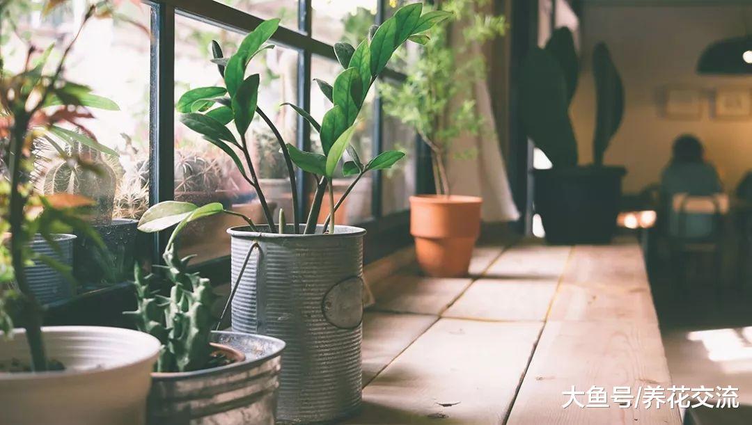 14种能够净化室内空气的盆栽植物, 新手轻松就能养活