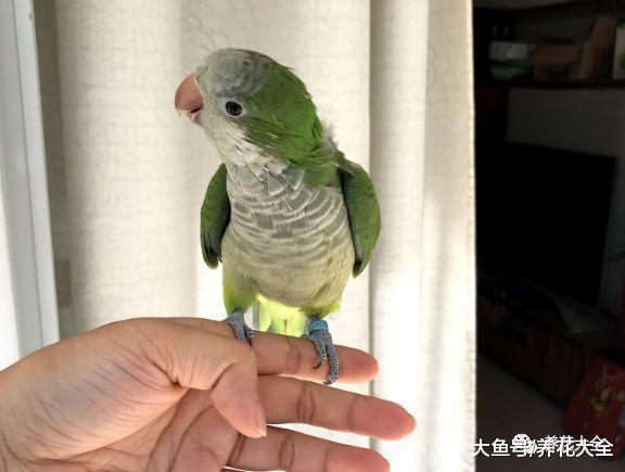 多肉度夏小妙招, 给它搭个棚, 防雨还防鸟!