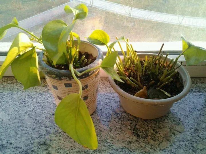 绿萝不抗冻, 及时戴个“帽子”, 恢复绿叶有精神!