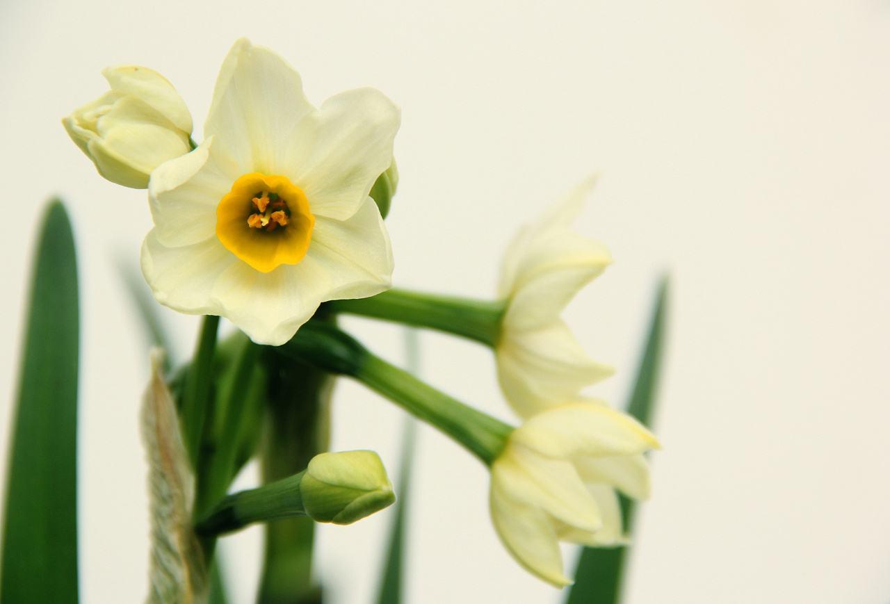 接触到有毒的植物应该如何避免?