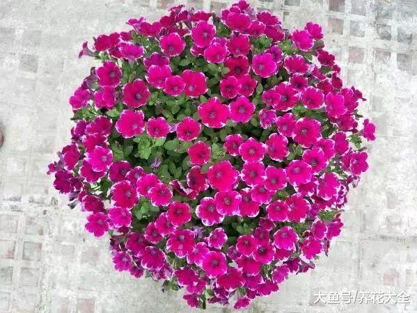 长春花掐点枝就能活, 别再舍不得了, 不然越来越瘦!