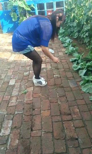 大妈的新技能, 砖缝里种白菜, 1棵能长四五斤!