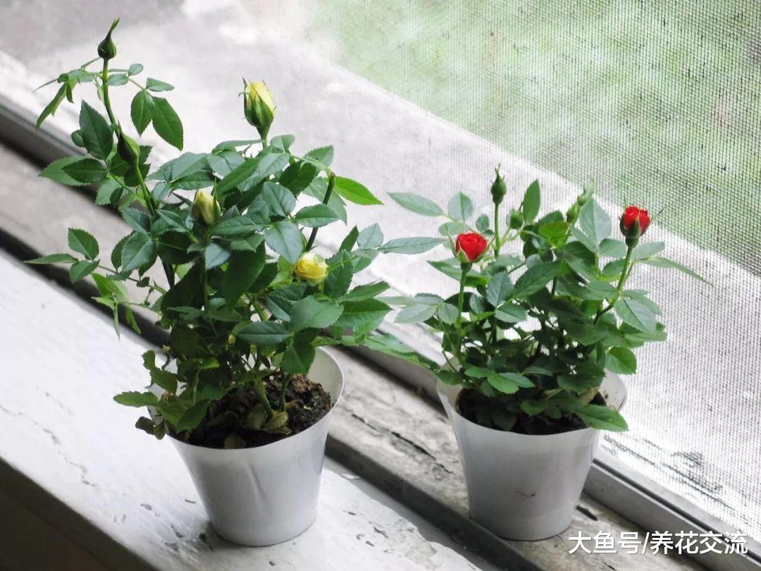 微型月季的养护技巧, 在阳台、窗台上也能不断开花