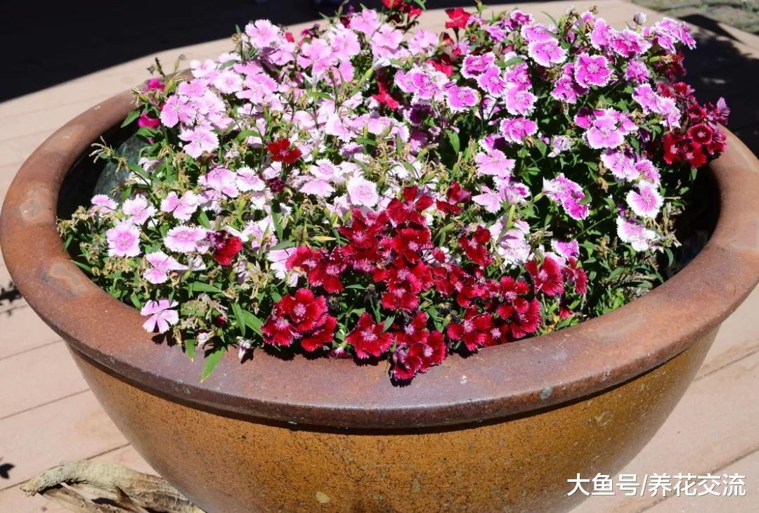家里种上这10种靓丽的开花植物, 整个院子春秋季节都是七彩的花卉
