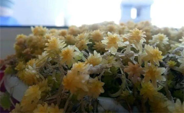 多肉冻冻好上色, 可别太过火, 小心成冻肉!