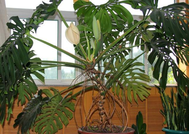 “病菌”很烦这“3类”植物, 养1盆家人身体好, 我养了10盆!