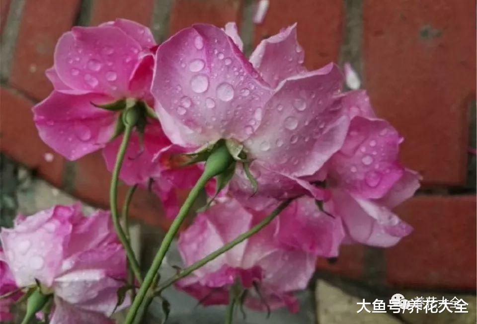 不知道该养什么花? 那就试试这6种, 半个月就能开满盆!