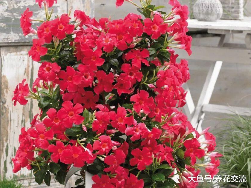 轻松爬满整面墙的粉色飘香藤花, 在花盆里也能生长旺盛