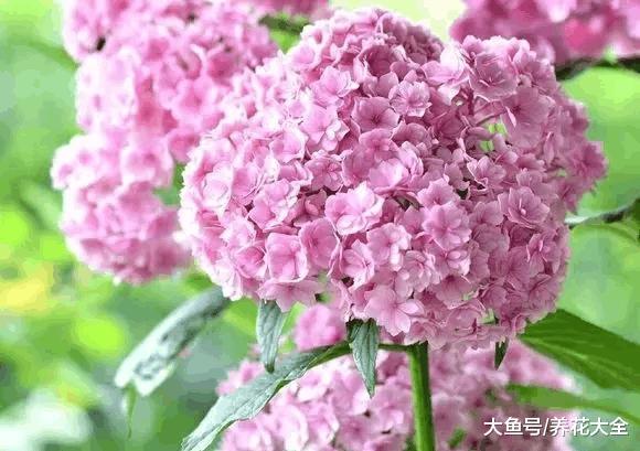 这6种花随便扔土里就能活, 365天开花不断, 3岁小孩都能养!