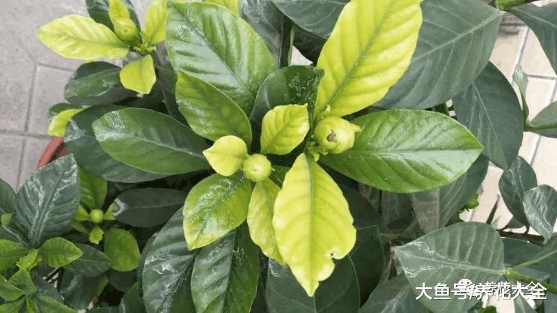 栀子月季杜鹃花养一回死一回? 学这1招, 连开3个月!