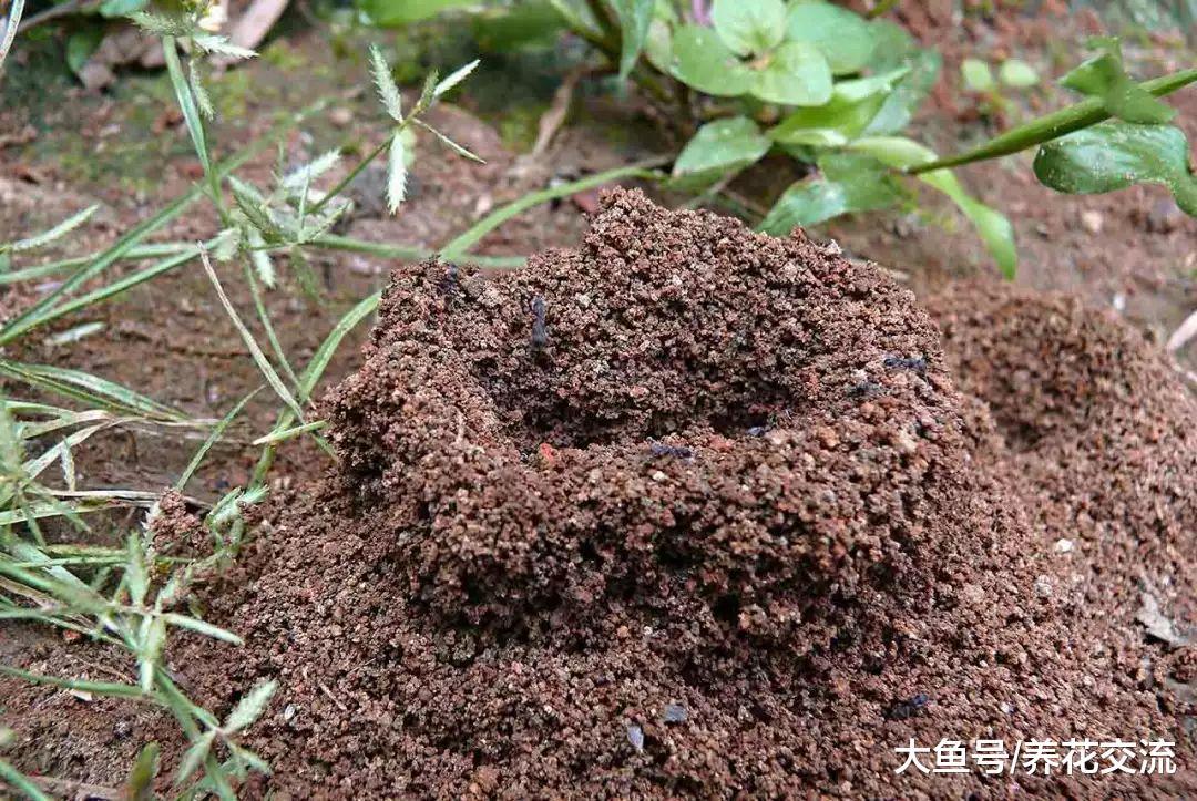 用这些方法都能很容易赶走蚂蚁, 避免祸害植物花卉