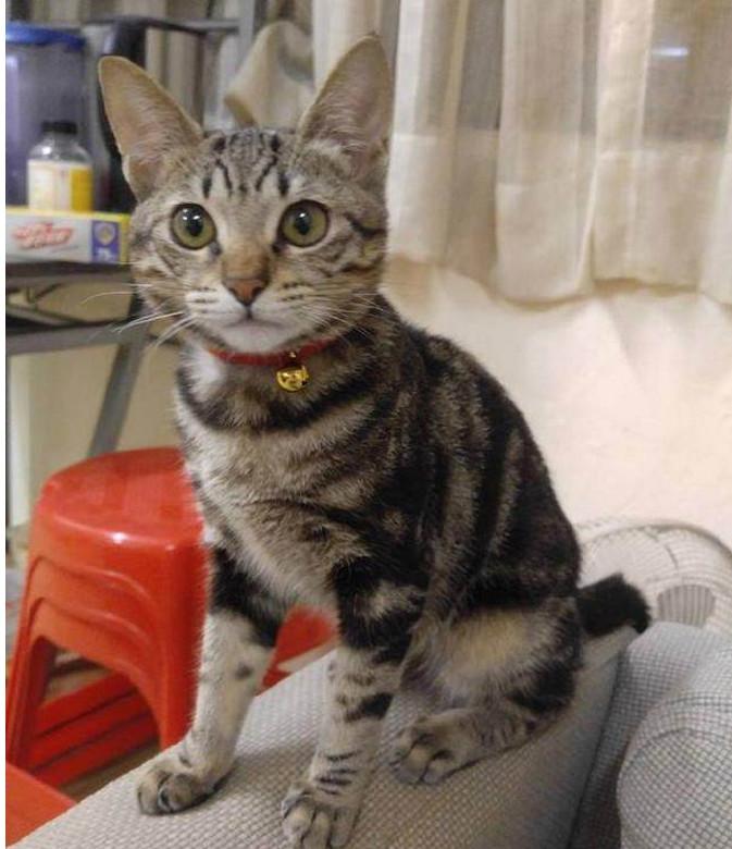 家里的小花猫站在镜头前, 摆出花样pose, 爱美之心猫皆有之