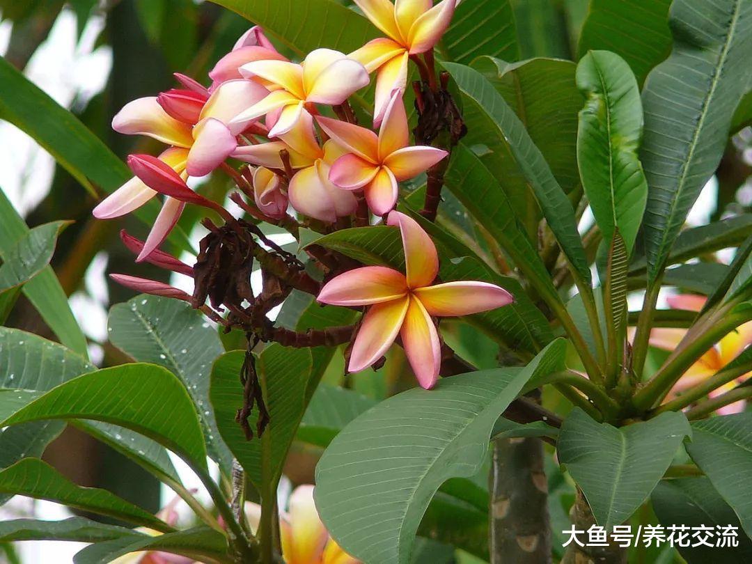 鸡蛋花养成阳台上的盆栽也能不断开花, 看看需要注意什么事项