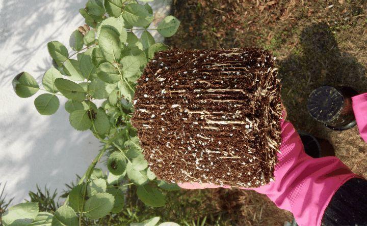 用铁丝支个架, 月季1月蹿2米, 拦都拦不住!