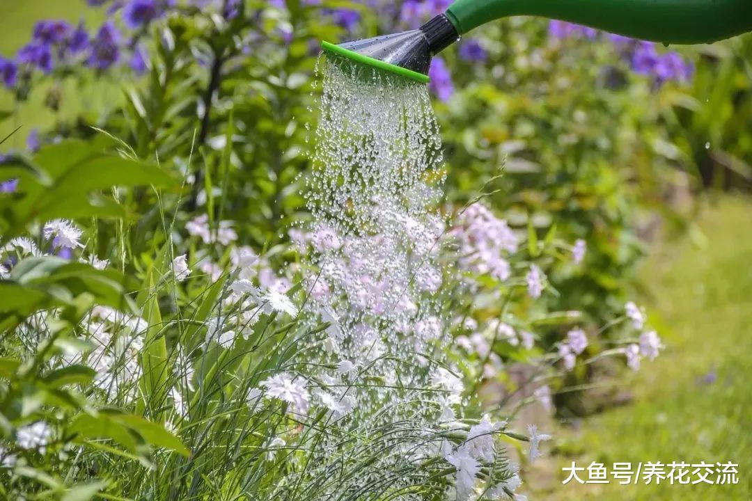 在窗台上种上这20盆组合盆栽香草植物, 整个家里都是迷人的清香