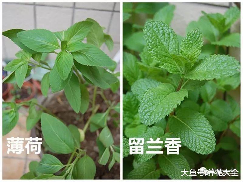 天热没精神? 养盆留兰香, 比清凉油还好用!
