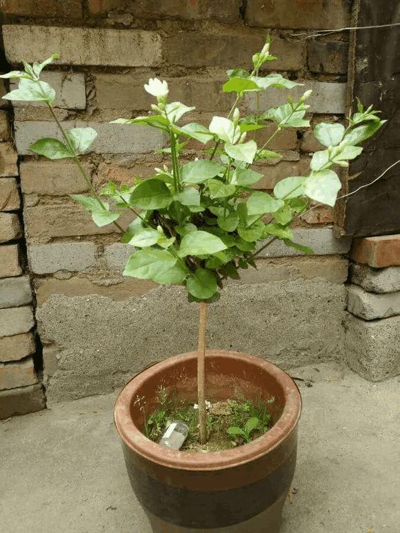 茉莉绑根绳, 随手一扯, 新芽呼呼冒!