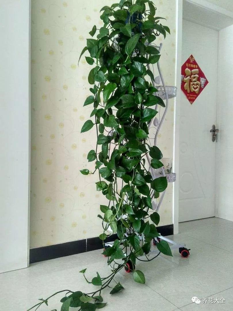 西红柿当花肥? 给花吃点, 枝条蹭蹭长不停!