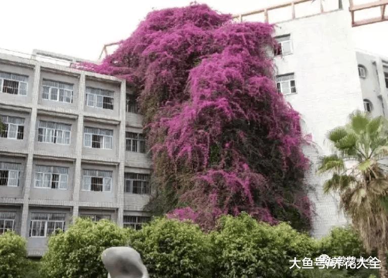 100年的杜鹃开花千朵, 15年的三角梅8层楼高, 咋养的?