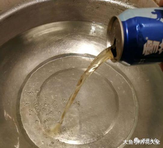 用啤酒来养栀子花, 叶子变得绿油油, 比花肥还管用!