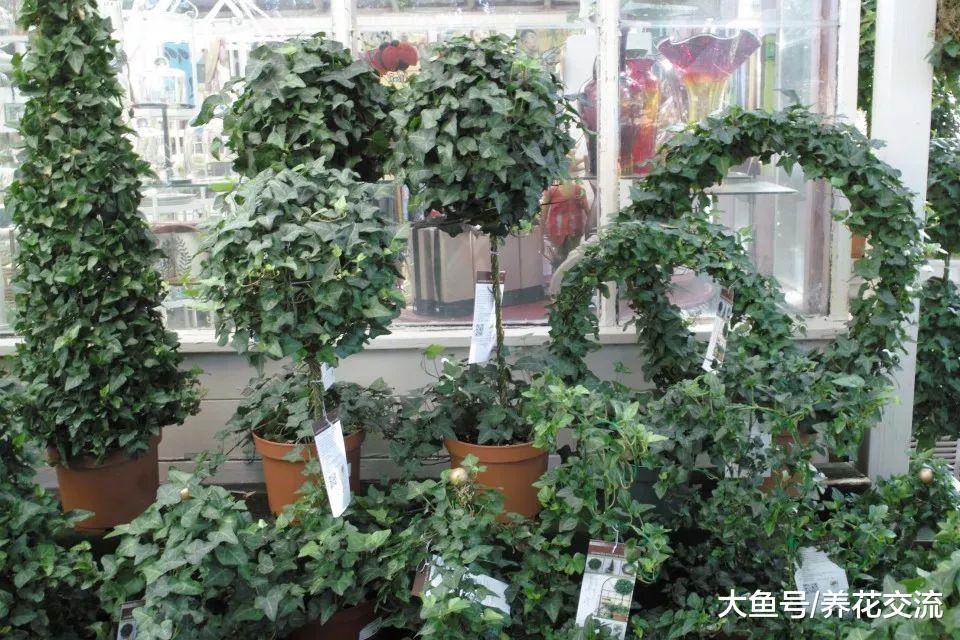在家里养的常青藤要怎么才能生长旺盛呢?