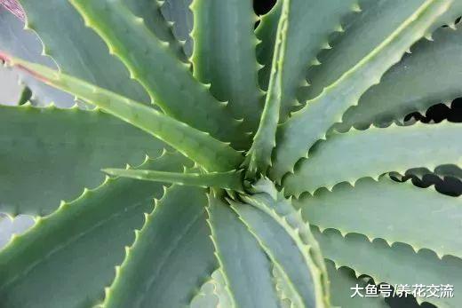 芦荟的病虫害非常少, 为啥还有这么多人养不好?