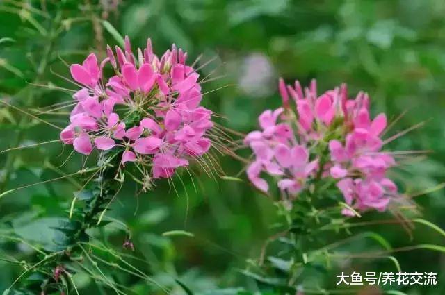 这些花在阴凉的环境下就能开花旺盛, 不用羡慕其他人