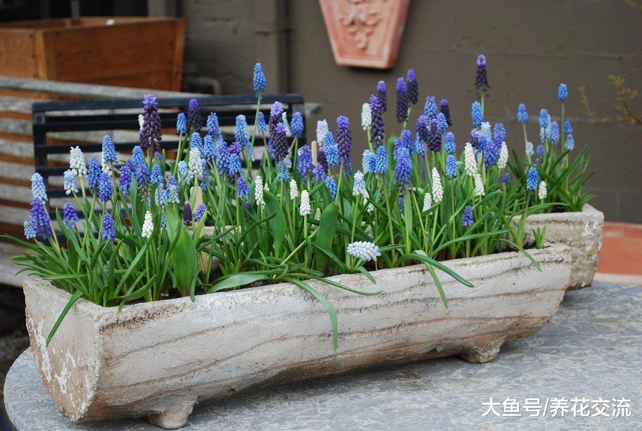 这8种球茎花卉在秋天种在花盆里, 冬春就能开出灿烂迷人的花朵