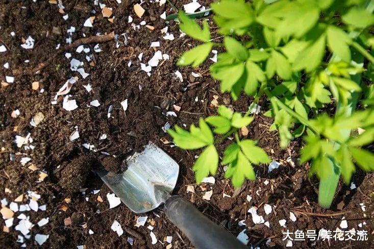 这5种生活常见的生活废料, 没想到都是养花的好肥料, 不要浪费了