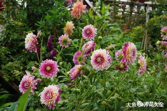 这5种花要注意, 一淋雨就烂根, 放在屋内才安全!