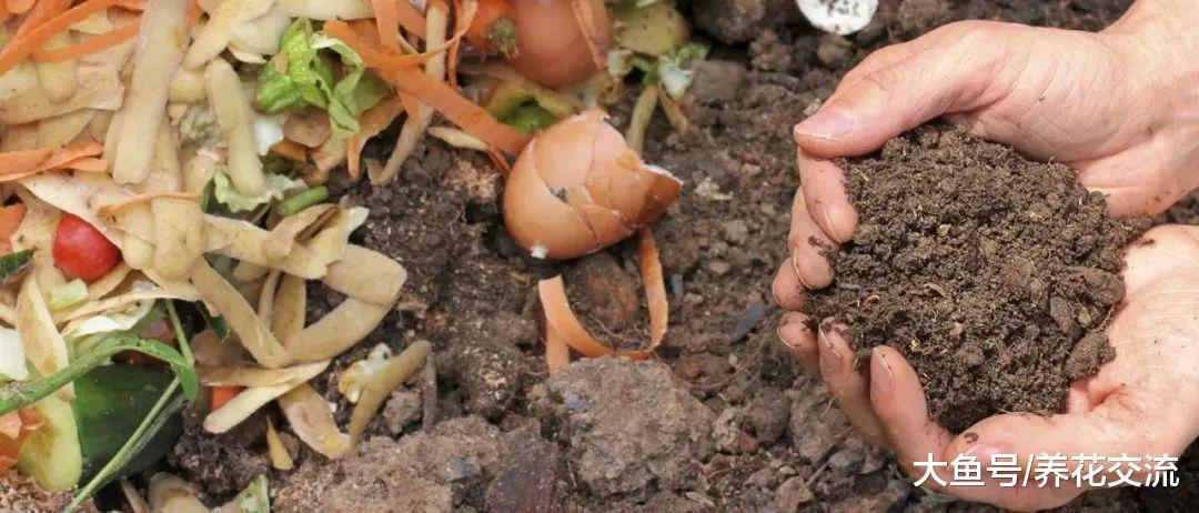 这5种生活常见的生活废料, 没想到都是养花的好肥料, 不要浪费了