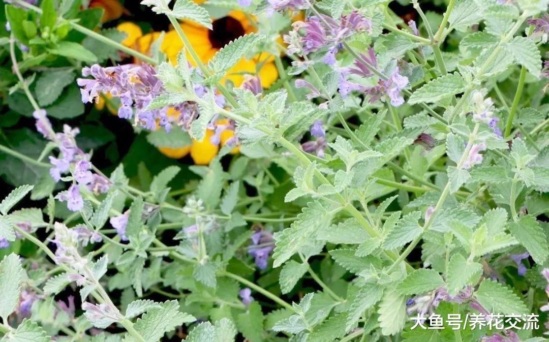 11种整个夏天绽放的开花植物, 可以保持多年生长