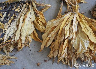 家里的花又招虫了? 学会这一招, 杀虫药不用买!