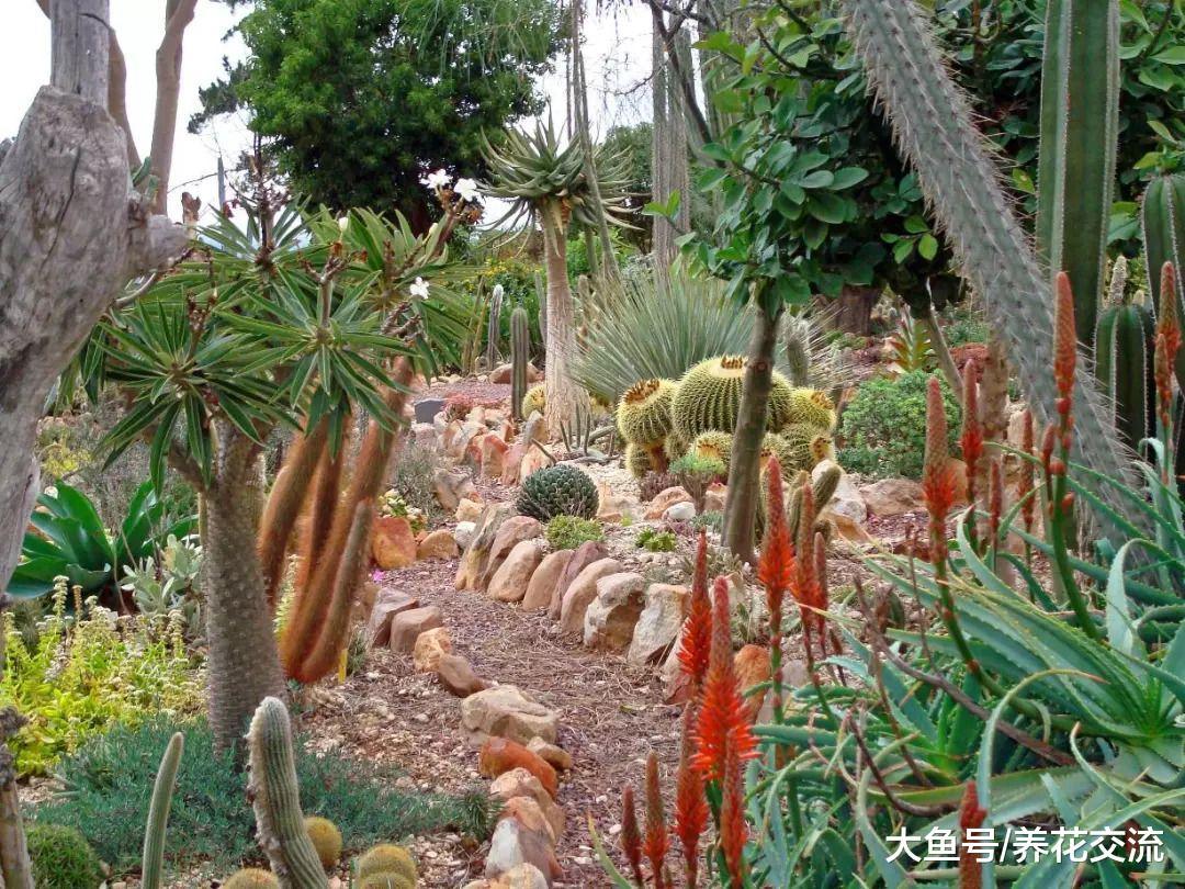 养护多肉植物盆栽最常见的5个错误, 你做对了没?