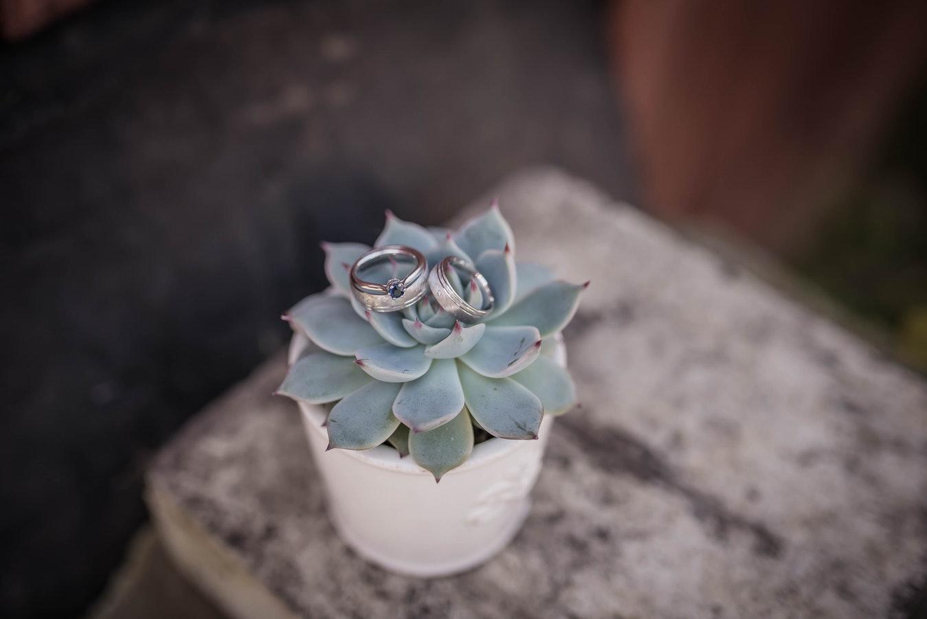 多肉植物不用浇水也能活