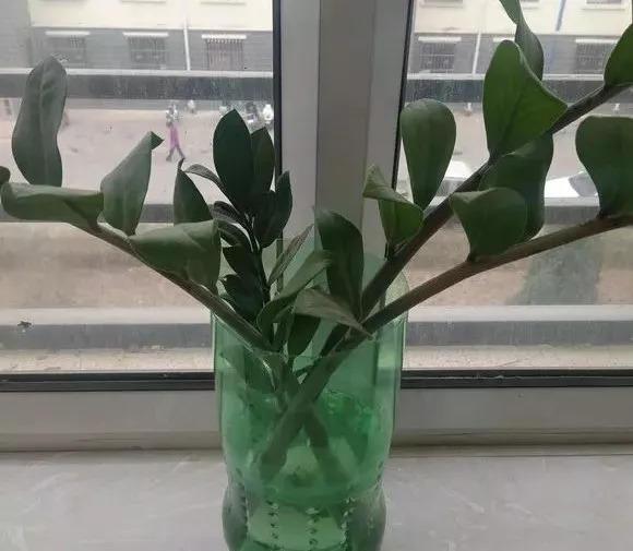 这3种花, 养不好赶紧扔水里, 越长越来劲!