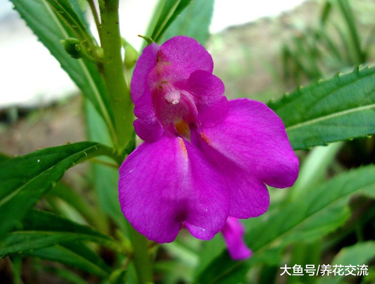 这些花在阴凉的环境下就能开花旺盛, 不用羡慕其他人