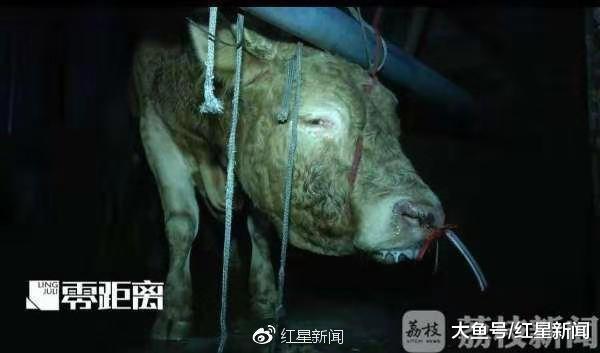 12小时被注水120斤 黄牛痛到跪倒 监管部门: 两屠宰点已被取缔