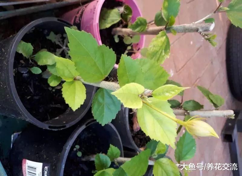 扶桑花叶子发黄的8个原因, 为啥别人的能够一年四季开花?